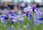 ippan85shokokaicho-s ippan85shokokaicho-s