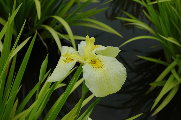 芸能人愛用のおすすめ最新情報 七宝 1048 花 詳細不明（菖蒲花図鑑） 菖蒲 工芸品
