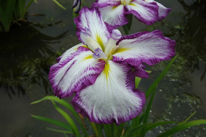 菖蒲花図鑑
